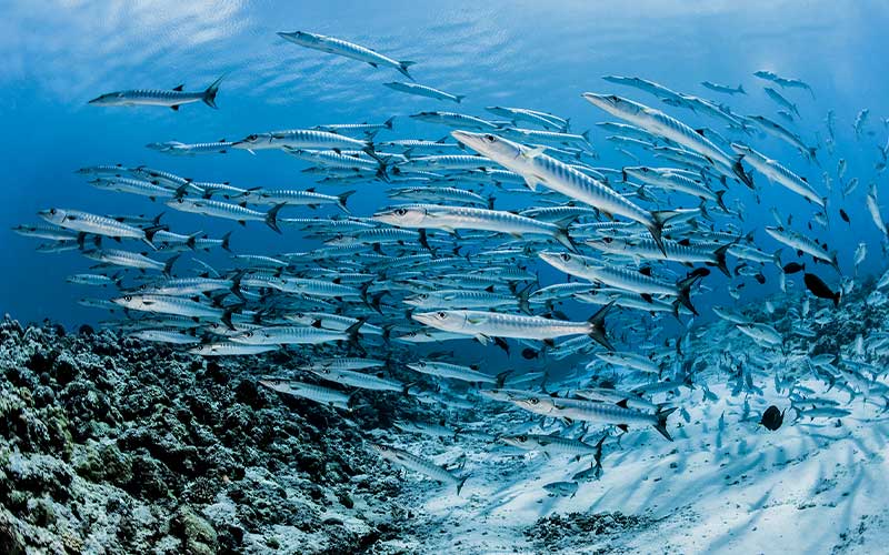 School of barracuda hunting for a snack