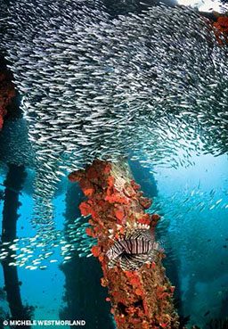 School of fish swarm of pier and a scorpionfish looks for a snack