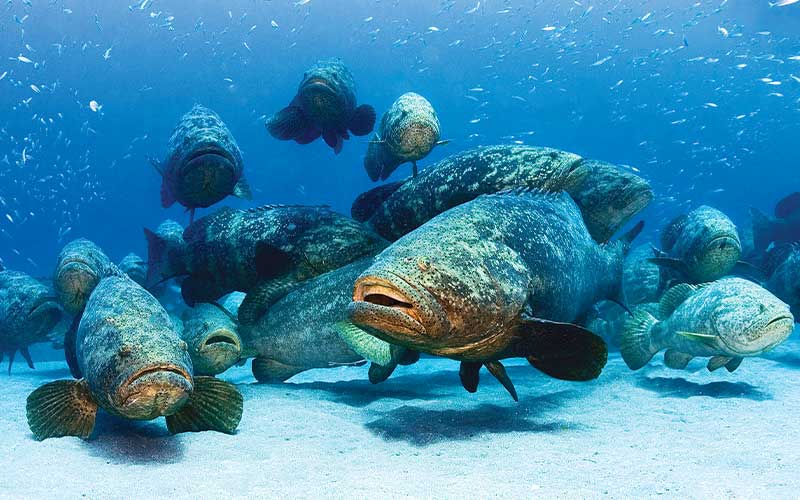 School of goliath groupers hang out in the ocean