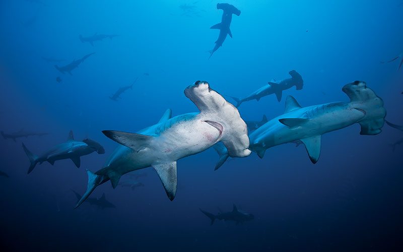 School of hammerhead shark swim by