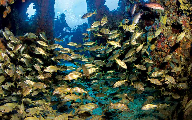 School of fish make themselves at home within a shipwreck