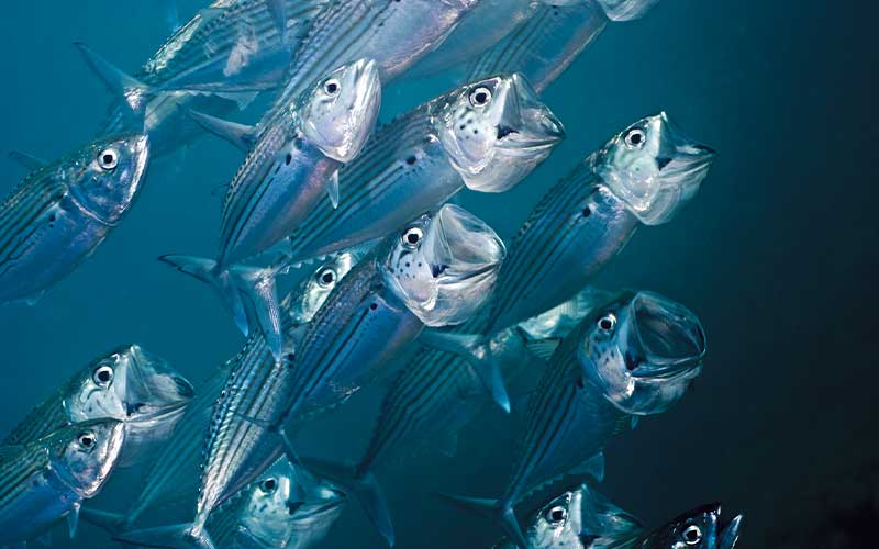 School of open-mouthed mackerel