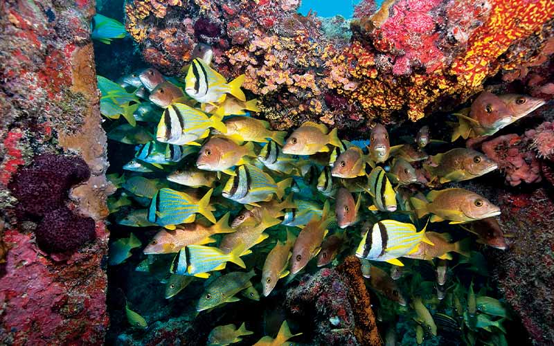 School of porkfish explore a coral reef