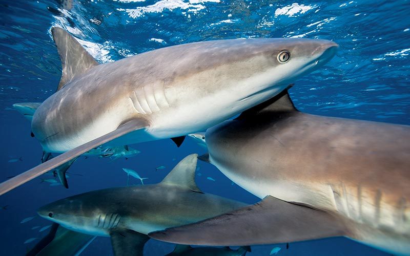 School of sharks swim near camera and look hungry