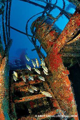School of snapper fish swim through a shipwreck