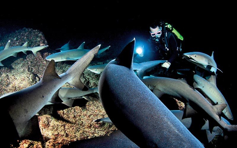 School of white tip reef sharks look for a nighttime snack