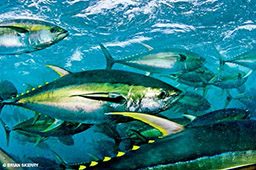 Schooling yellowfin tuna