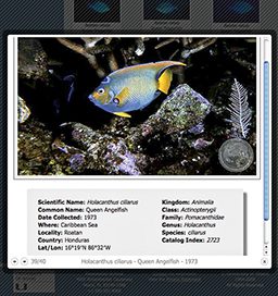 Screenshot of an encyclopedic entry of a blue fish