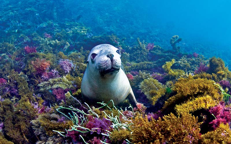 Sea lion pokes head above rainbow corals