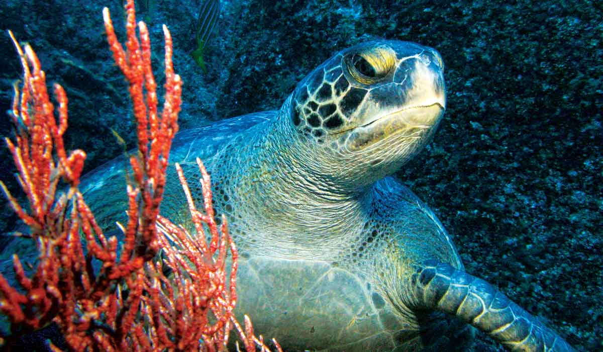 Sea turtle peers around red coral