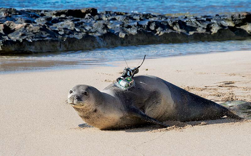 Seal lies on the beach and a camera is strapped onto his back