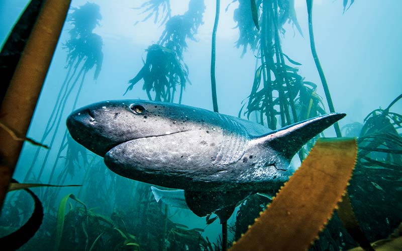 Sevengill shark swims through kelp