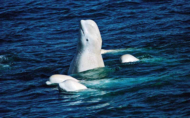 Several beluga whales poke their heads out of water