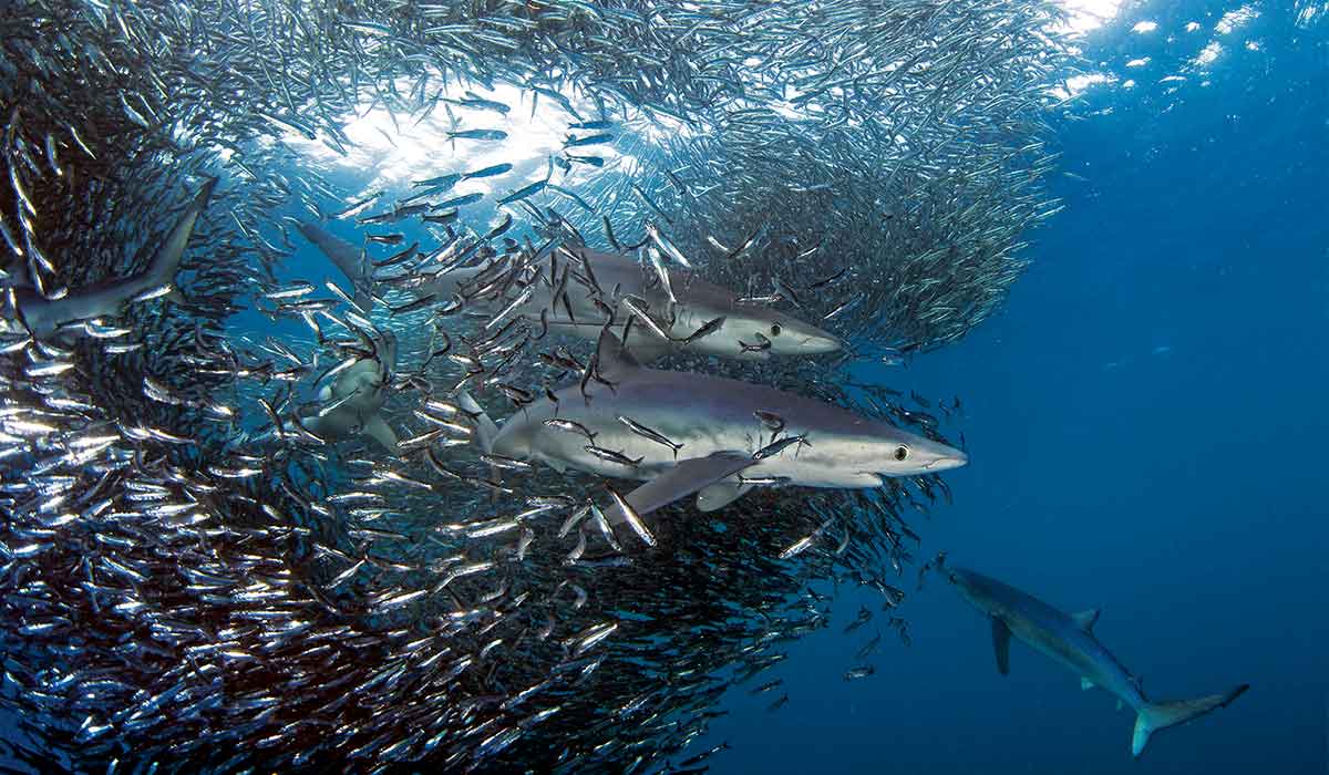 Several blue sharks swim through a swarm of anchovies