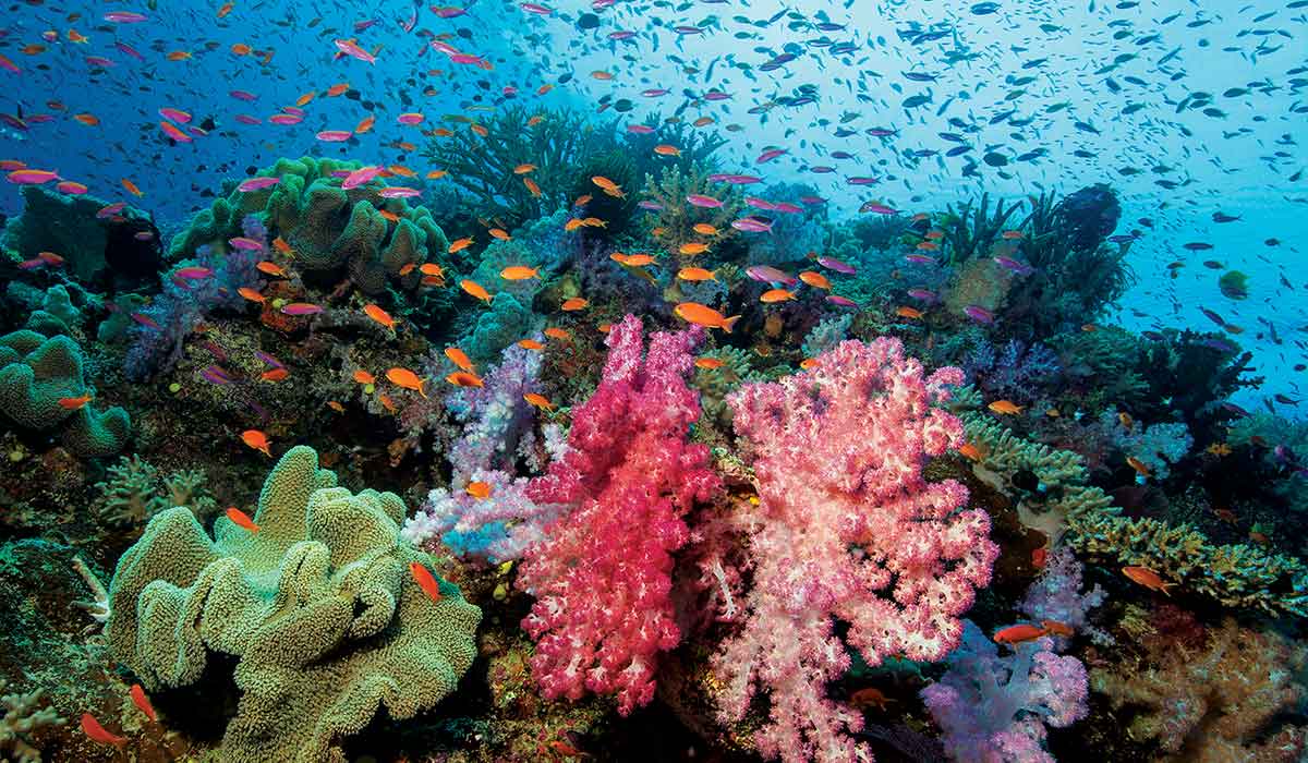 Several colorful corals with colorful fish swimming above
