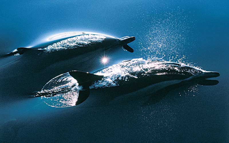 Several dolphins streak through the ocean. They are so fast!