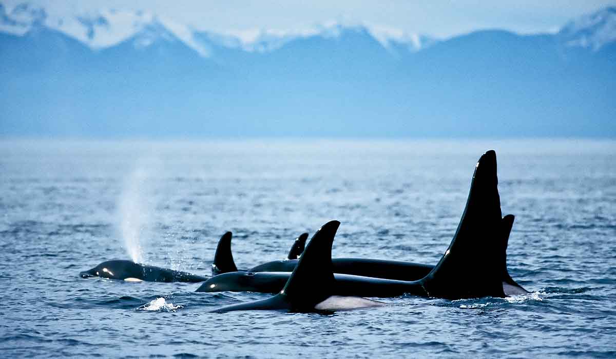 Several orca whales pop their fins out of water