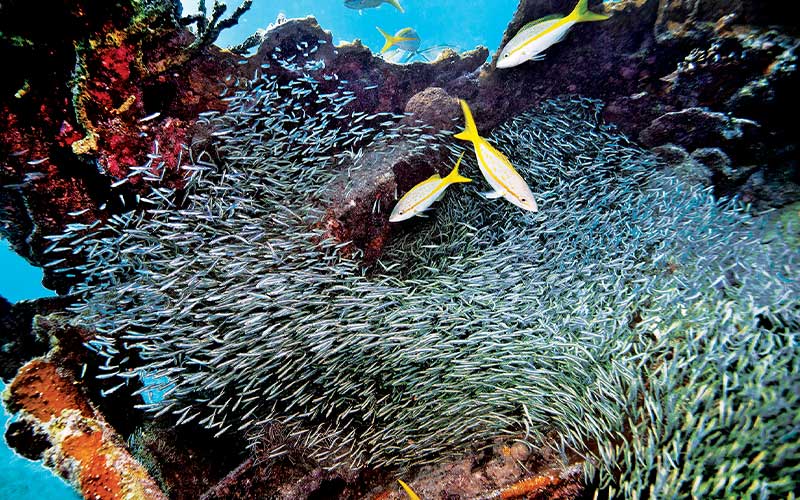 Several yellowtail snapper feed on schooling tiny silver fish