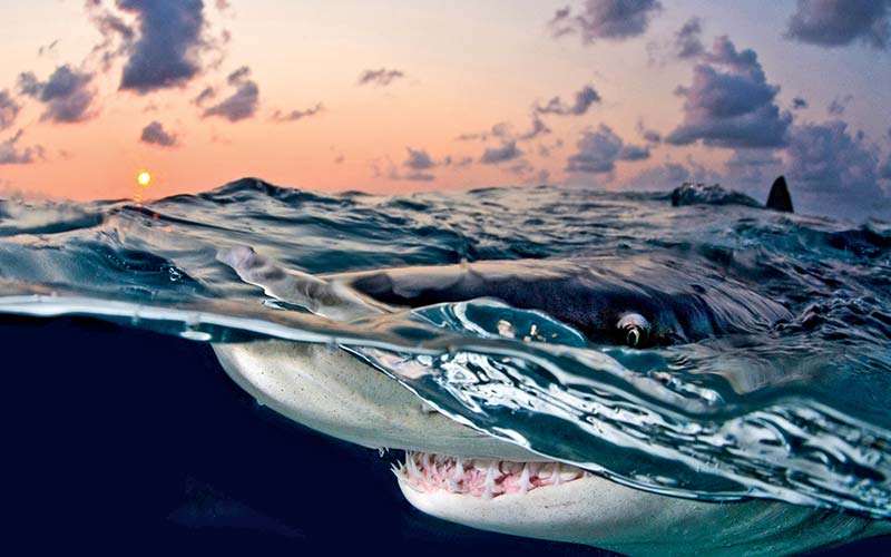Shark begins to stick its snoot over the water, at sunset