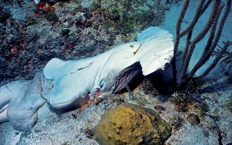 Shark carcass lies on ocean floor