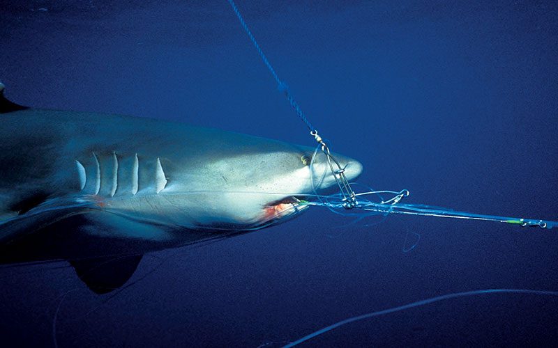 Shark is hooked on fishing lines and there is blood on his mouth