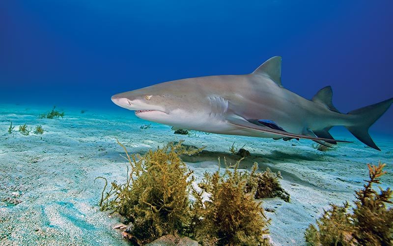 Shark swims around plants and the bottom of the sea