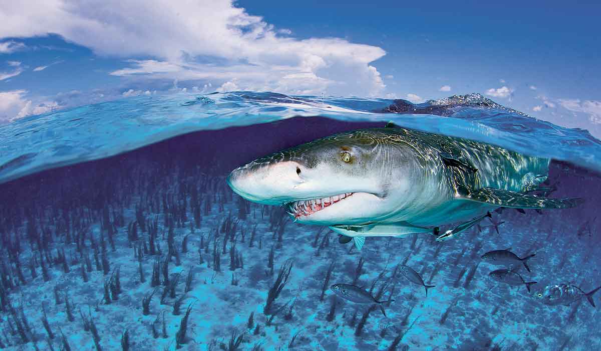 Shark swims near the surface of the ocean