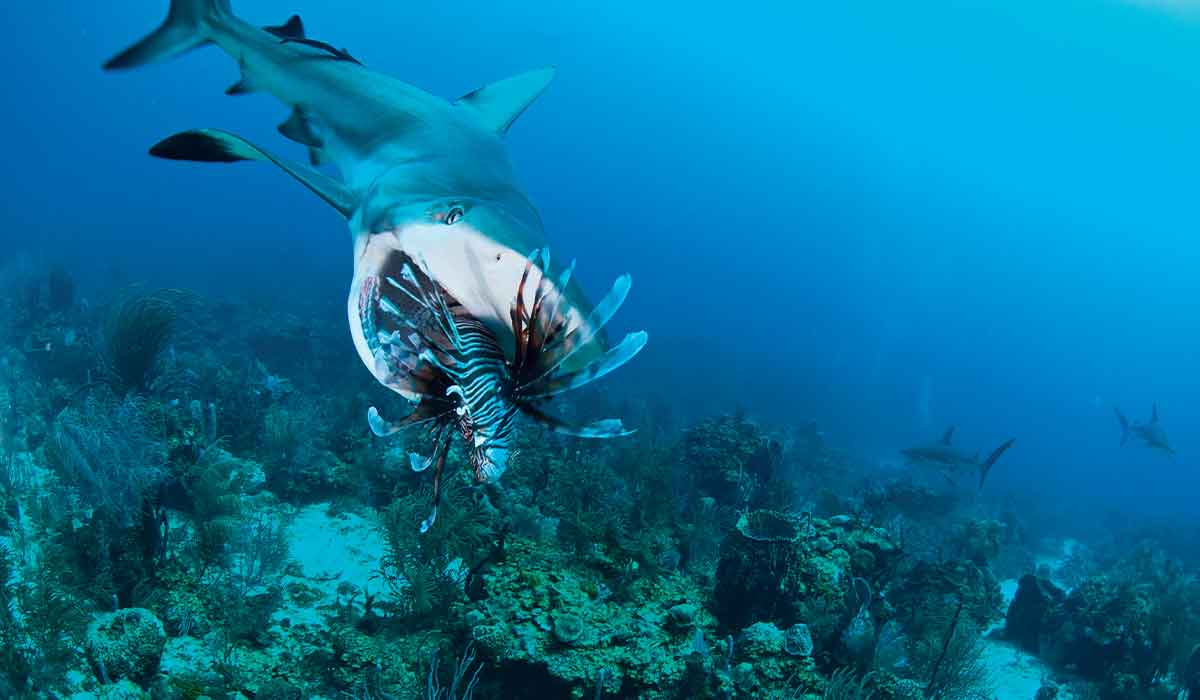 Shark feasts on a lionfish