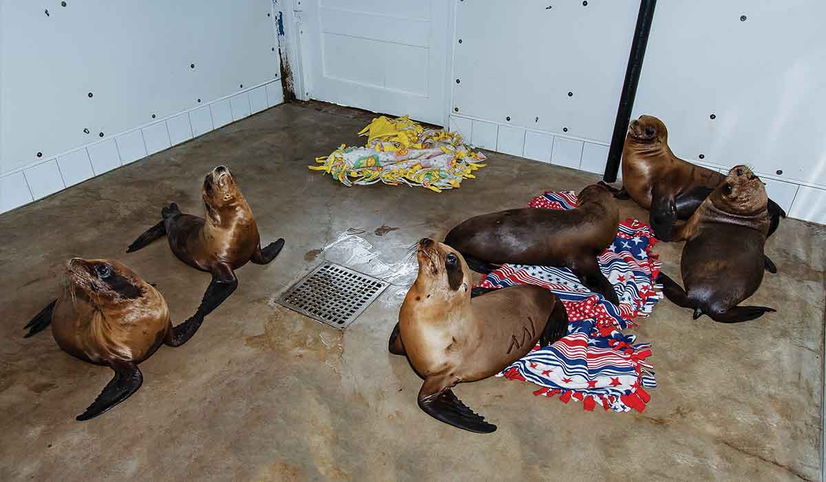 Six seals in an indoor pen