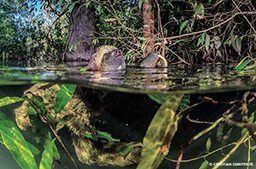 A sloth swimming in the Amazon