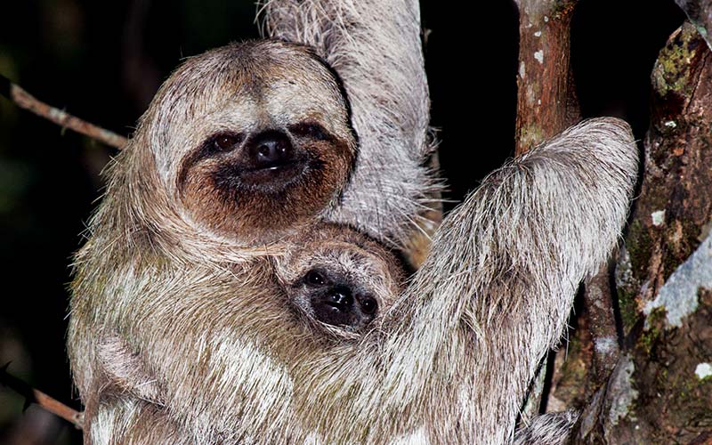 Smiling sloth, with baby, hang from a tree