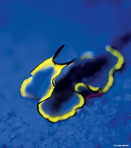 Snail-like thing with yellow ridges