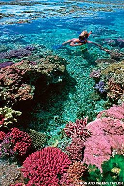 Snorkeler swims through a colorful coral reef