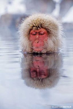 Snow monkey has a zen moment in a hot spring