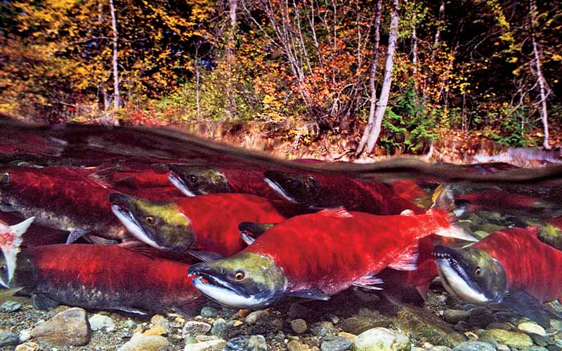 Spawning sockeye salmon swim near water's surface