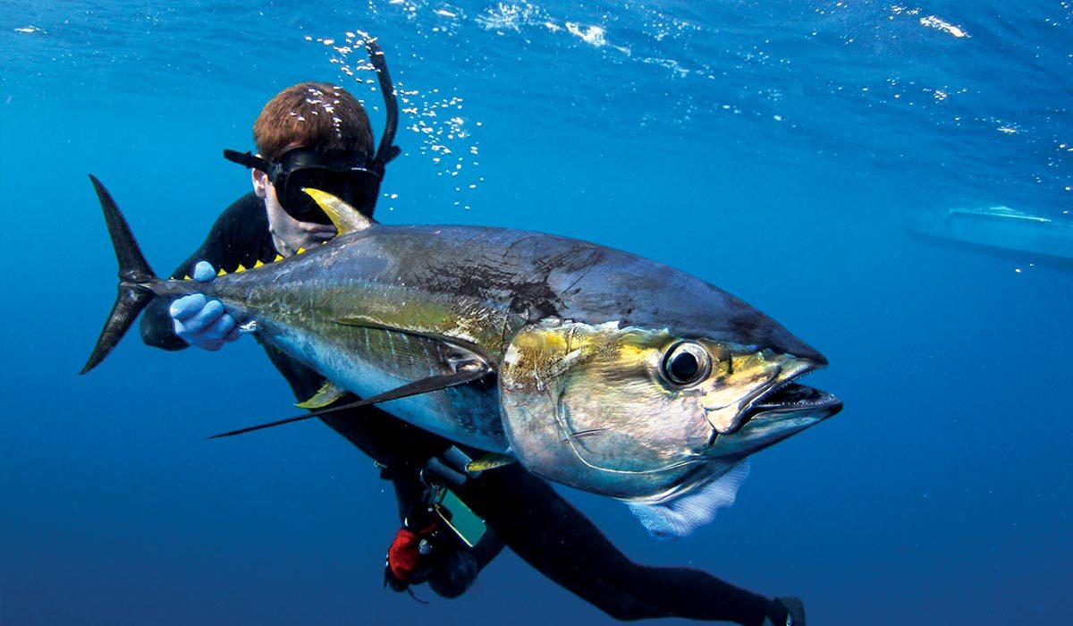Spearfisher tries to catch giant blue fish. The fish looks very concerned as to why someone is grabbing its tail.