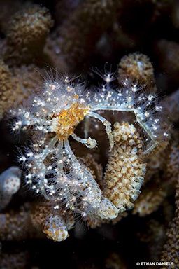 Spindly decorator crab