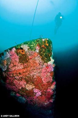 Sponge-encrusted hull of a shipwreck