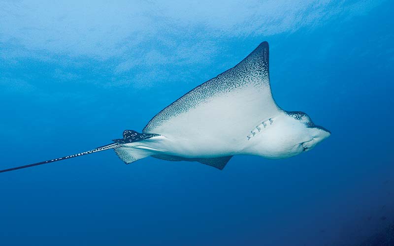 Spotted eagle ray swims by the camera