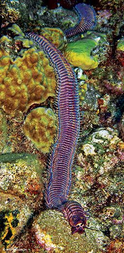 Striped Bobbit worm crawls over some corals and rocks
