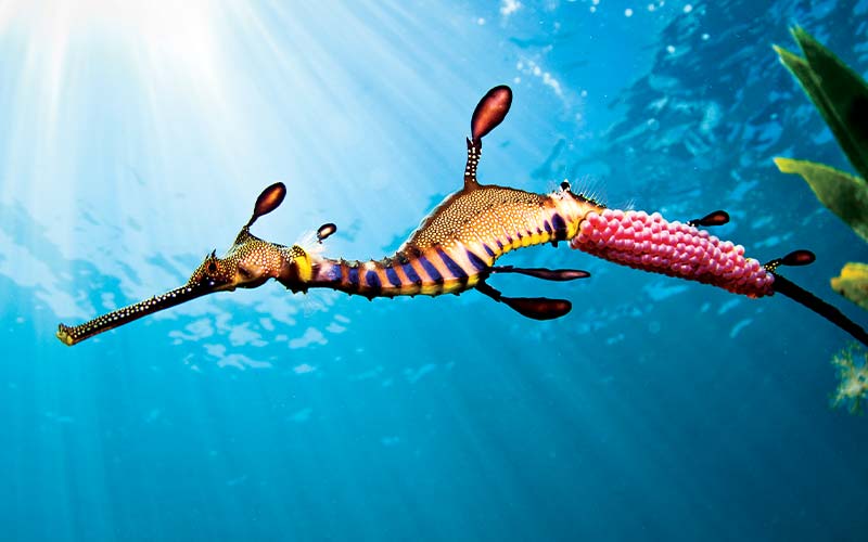 Striped leafy sea dragon has a bunch of pink bubbles in tow