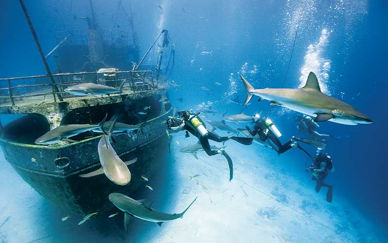 Team of divers surround a shipwreck and group of sharks