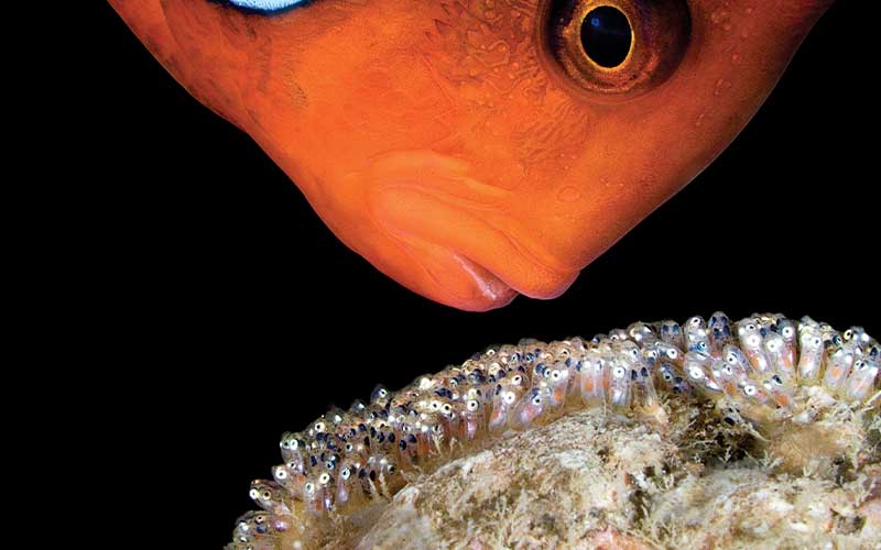 The snout of an orange clownfish inspecting its eggs