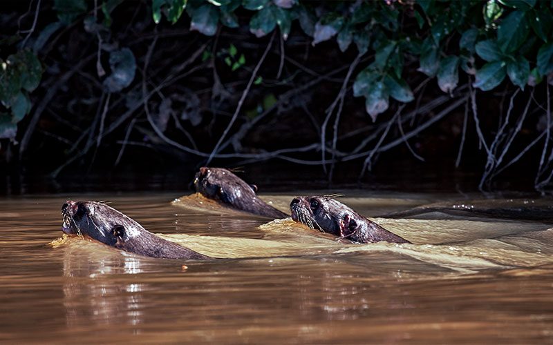 Three giant river otters swim with heads above water
