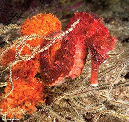 Tiny red seahorse