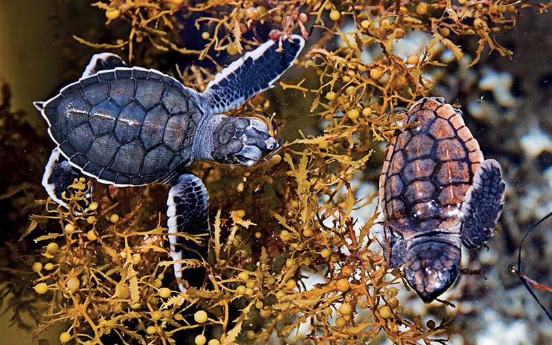 Two baby turtles live in sargassum