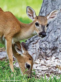 Two deer snack on some grass
