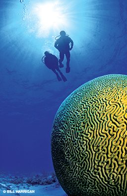 Two divers approach a giant brain coral
