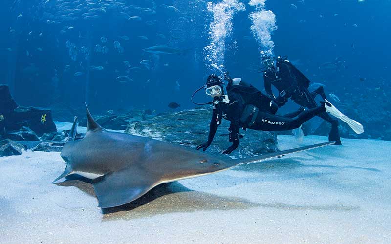 Two divers swim with a sawfish in an aquarium