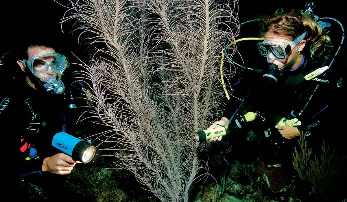 Two divers use flashlights to brighten a plant